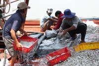 Ngư dân Nghệ An tập kết hải sản vừa đánh bắt