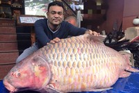 Cá hô hơn 100kg là rất hiếm trên thị trường