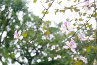 Hoa ban Tây Bắc rộ nở giữa lòng Hà Nôi