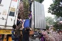 Hoa anh đào được bảo vệ trong xe container chờ khai mạc lễ hội