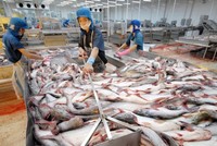 Nguồn thu từ thuỷ sản của Hùng Vương đang lao dốc không phanh.
