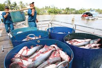 Trận đánh FTA và thế cờ cho doanh nghiệp Việt (bài 3): Nước đi chiến thuật trên bàn cờ toàn cầu hóa