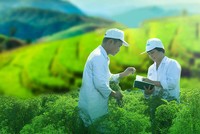 Cơ hội tỷ đô từ phát triển bền vững