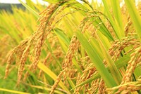 Thị trường giống cây trồng hậu M&A: NSC và SSC