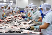 Doanh nghiệp cá tra thận trọng lên kế hoạch 2019