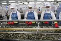 Giá mặt hàng tôm xuất khẩu trong năm 2019 có diễn biến giảm, trong khi giá tôm nguyên liệu tăng cao.