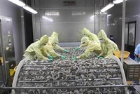 Chế biến sản phẩm tôm xuất khẩu. (Ảnh: Vũ Sinh/TTXVN).