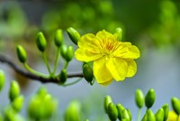 Lửa thử vàng!