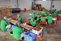 Nhân viên Công ty cổ phần xuất nhập khẩu hoa quả Sơn La chế biến long nhãn. (Ảnh: Quang Quyết/TTXVN).