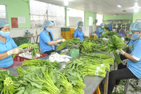 Doanh nghiệp Việt thu gần 230 triệu USD từ bán rau quả sang EU