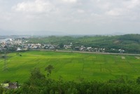 Nhiều khu rừng keo ở Quảng Ngãi đối mặt với nấm bệnh, có biểu hiện chết hàng loạt. Ảnh: P.V.