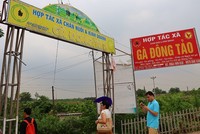 Hợp tác xã chăn nuôi và kinh doanh gà đông tảo tại Hưng Yên.