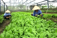 Xây dựng lắp ghép nhà chòi phủ màng cho sản xuất nông nghiệp là nhu cầu thiết thực