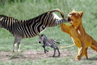 Cứu con, ngựa vằn tung cước đá "vỡ mồm" sư tử