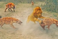 Vua sư tử đơn độc "vùng vẫy" giữa vòng vây của đàn linh cẩu đói khát