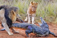 Vì cuộc sống mưu sinh, đàn sư tử mạo hiểm săn cả cá sấu sông Nile khổng lồ