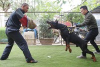 Trại chó doberman tiền tỷ của chàng trai 8x