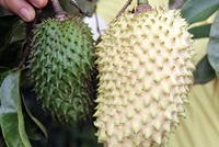Trái "cầu vàng" chưng Tết ở miền Tây hút hàng