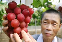 Nho hồng ngọc của nông dân Nhật Bản. Ảnh:CNN.
