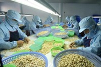 Cảnh báo doanh nghiệp xuất khẩu điều cẩn trọng trong ký kết hợp đồng