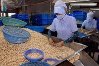 Phòng thương mại Italy-VN nói về vụ lừa 100 container điều xuất khẩu
