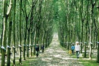 Ảnh Internet