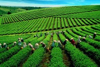 GTNFoods (GTN): Quý III/2020 lợi nhuận tăng 289% do quản trị hiệu quả hơn