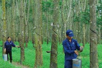 Tập đoàn Công nghiệp Cao su Việt Nam (GVR): Quý III/2020 lợi nhuận chỉ giảm 2% nhờ doanh thu tài chính đột biến