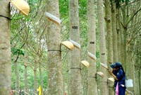 Cao su Phước Hòa (PHR): Lợi nhuận quý IV/2020 đột biến nhờ ghi nhận 304 tỷ đồng tiền đền bù dự án Khu công nghiệp Nam Tân Uyên mở rộng giai đoạn 2