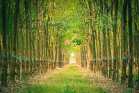 Cao su Tây Ninh (TRC): Lợi nhuận quý II/2020 giảm gần 80% do không có khoản thanh lý cây cao su