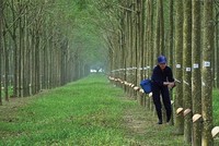 Cao su Phước Hòa (PHR) đặt kế hoạch tăng trưởng năm 2022