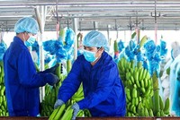Hoàng Anh Gia Lai (HAG): Đặt kế hoạch lãi 1.120 tỷ đồng năm 2022, phát hành cổ phiếu để đầu tư vào ngành chuối và chăn nuôi heo
