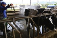 Vilico (VLC) dự kiến chuyển sàn sang HOSE và chào bán 24 triệu cổ phiếu cho cổ đông hiện hữu
