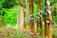 Cao su Phước Hòa (PHR): Quý II/2022, lợi nhuận giảm 76,1% về 8,79 tỷ đồng và tăng vay nợ