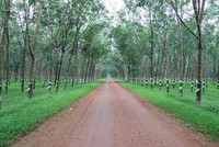Cao su Phước Hoà (PHR): Tổng giám đốc Nguyễn Văn Tược không mua hết cổ phiếu đã đăng ký do giá không đạt kỳ vọng