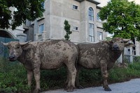Chăn trâu trong Khu đô thị Nam An Khánh Sudico