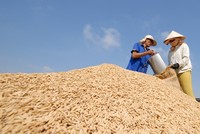 Mỗi năm, Việt Nam sản xuất được từ 40 - 43,5 triệu tấn lúa (khoảng 27,2 triệu tấn gạo). Ảnh: Lê Toàn