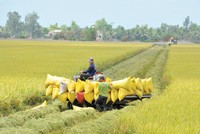 Thu hoạch lúa ở Đồng bằng sông Cửu Long. Ảnh: Gia Bảo