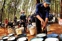 Giá cao su tự nhiên đang thiết lập vùng đỉnh mới trong nhiều năm, dao động quanh 232,5 JPY/kg.