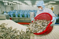 Xuất khẩu tôm có thêm lực đẩy trong năm 2021