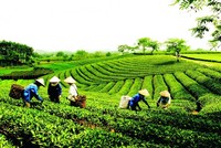Phê duyệt Chiến lược phát triển kinh tế tập thể, hợp tác xã giai đoạn 2021 - 2030