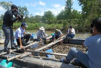 Dự án nuôi hàu trên sông tại Đất Mũi Cà Mau cho hiệu quả kinh tế cao.