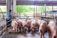 Navetco là đơn vị đang nghiên cứu sản xuất thương mại vaccine phòng dịch tả lợn châu Phi