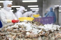 Hầu hết các cơ sở chế biến tôm không đảm bảo yêu cầu, không đủ điều kiện thực hiện phương án phòng, chống dịch bệnh trong giai đoạn dịch bệnh diễn biến phức tạp hiện nay