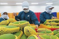 Tổ có nhiệm vụ giúp Bộ trưởng chỉ đạo sản xuất, kết nối cung ứng tiêu thụ nông sản tại các tỉnh, thành phố phía Bắc trong điều kiện dịch Covid-19.
