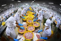 Doanh nghiệp thủy sản chật vật duy trì sản xuất