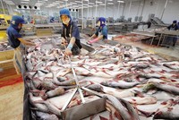 Nửa đầu năm 2021, hoạt động kinh doanh của Công ty cổ phần Thủy sản số 4 không có nhiều cải thiện.