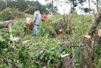 Mất hàng trăm ha rừng, nhiều quan chức cấp huyện bị kỷ luật