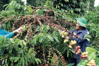 Nestlé và hành trình nông nghiệp tái sinh để ứng phó với biến đổi khí hậu