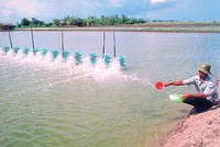 Ngành nuôi trồng, chế biến thủy sản xuất khẩu của Cà Mau đang phục hồi và tăng trưởng mạnh